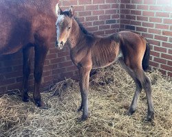 Springpferd Cornet‘s Diva CW (Hannoveraner, 2023, von Cornet Obolensky)