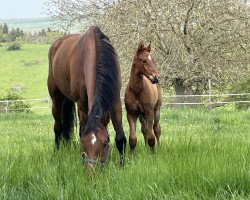 jumper Spirit of Luxemburg CW (Hanoverian, 2022, from Stolzenberg)