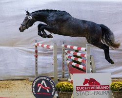 jumper Anchorage Kes (Austrian Warmblood, 2018, from Adzaro de l'Abbaye)