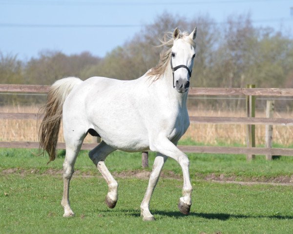 broodmare Tinka Bell (German Riding Pony, 2008, from Top Anthony II)
