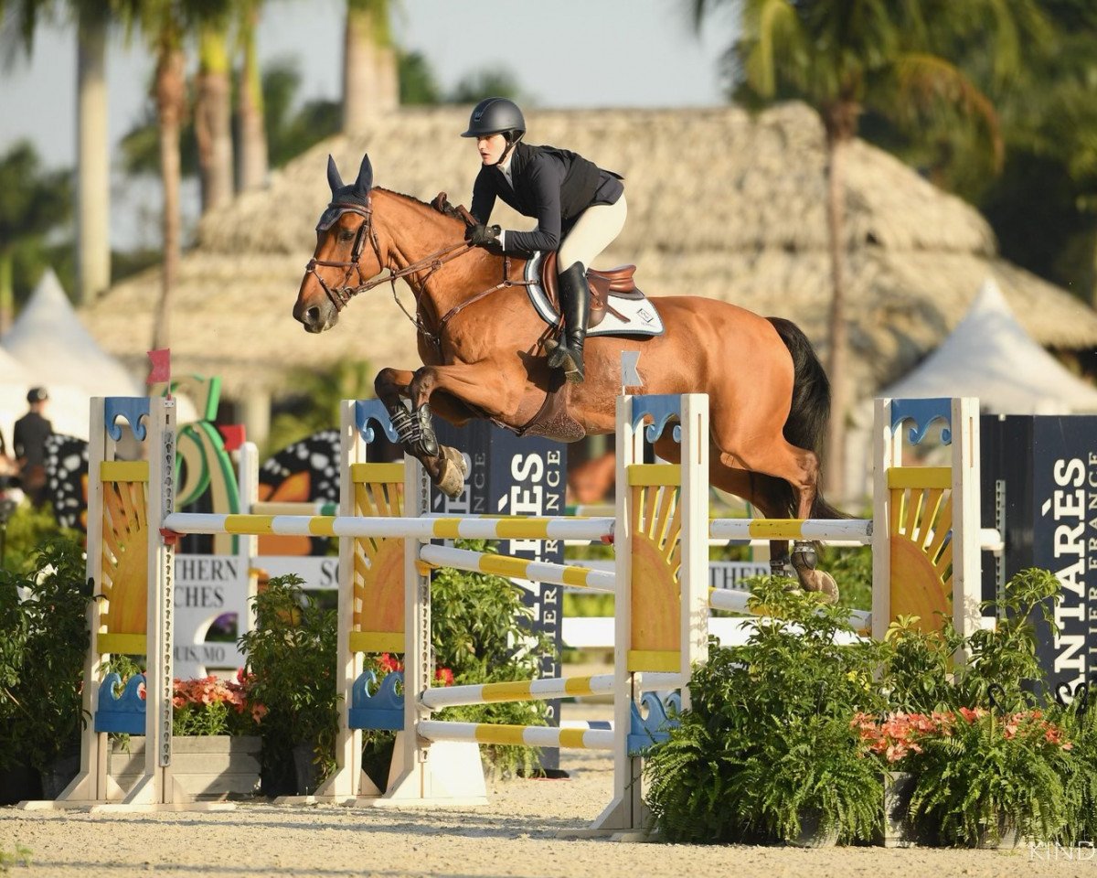 jumper Tachini Z (Zangersheide riding horse, 2009, from Toulon)