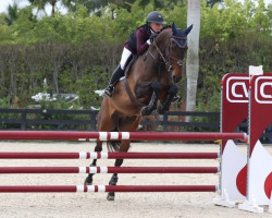 jumper Carono Z (Zangersheide riding horse, 2009, from Carat)