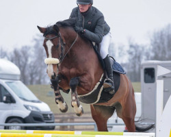 Springpferd Sharona II CH (Schweizer Warmblut, 2014, von Lupicor)