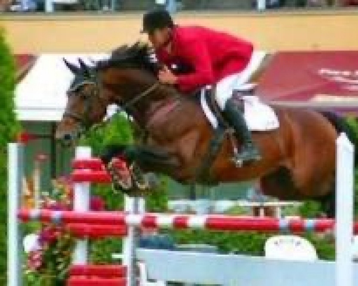 Deckhengst Dalton des Malais (Selle Français, 1991, von Qredo de Paulstra)
