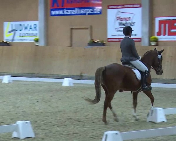 Reitturnier Grafenrheinfeld/Ufr. 2021