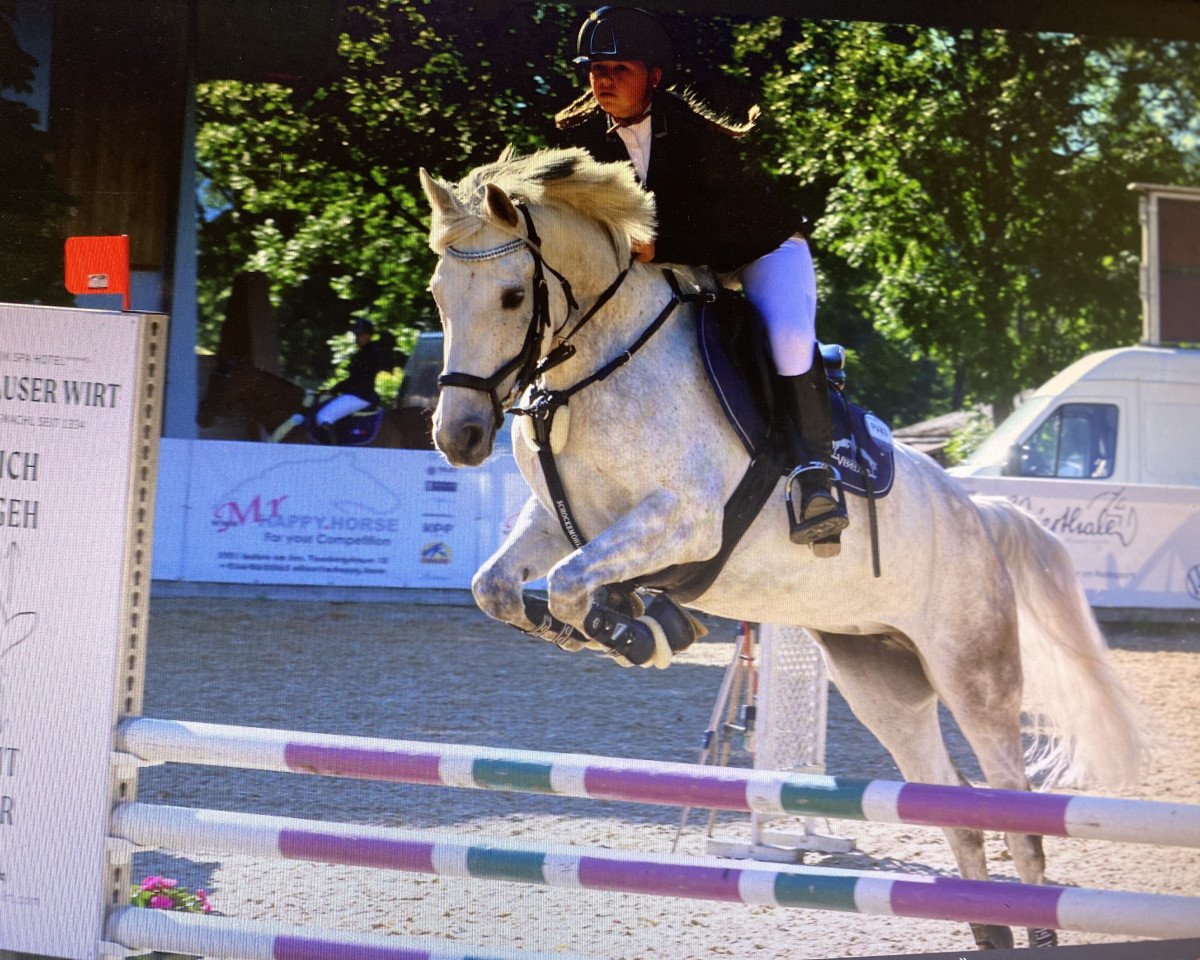 jumper Grey Spirit (Irish Sport Horse, 2013, from Moyralla Mint)