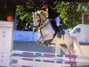 Springpferd Grey Spirit (Irish Sport Horse, 2013, von Moyralla Mint)