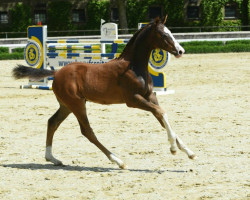 dressage horse Zaphir (Westphalian, 2021, from Zoom)