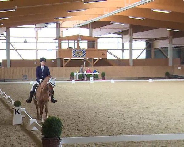 Reitturnier Grafenrheinfeld/Ufr. 2023
