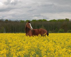 Pferd Paul 221 (Westfale, 1998, von Pep)