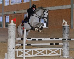 jumper Peacy (Hanoverian, 2015, from Perigueux)