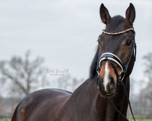 dressage horse Bob Andrews (Oldenburg, 2018, from Borsalino)