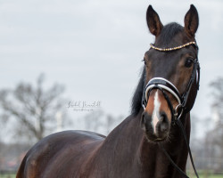 dressage horse Bobby King (Oldenburg, 2018, from Borsalino)