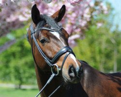 dressage horse Fürst Fred M (Westphalian, 2011, from Fürstenball)