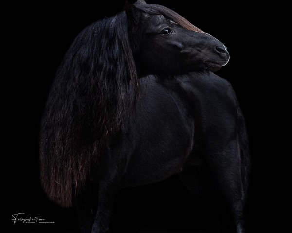 stallion Branco (Welsh mountain pony (SEK.A), 2003, from Coelenhage's Juggler)
