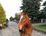 broodmare Campanias Ass (Mecklenburg, 2008, from Carrico)