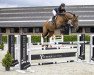 jumper Maetano (anglo european sporthorse, 2017, from Gaetano Musterd)