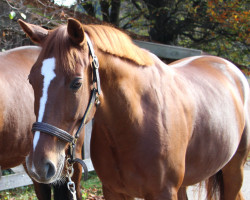 Springpferd Zidane B (Deutsches Sportpferd, 2014, von Zinedine)