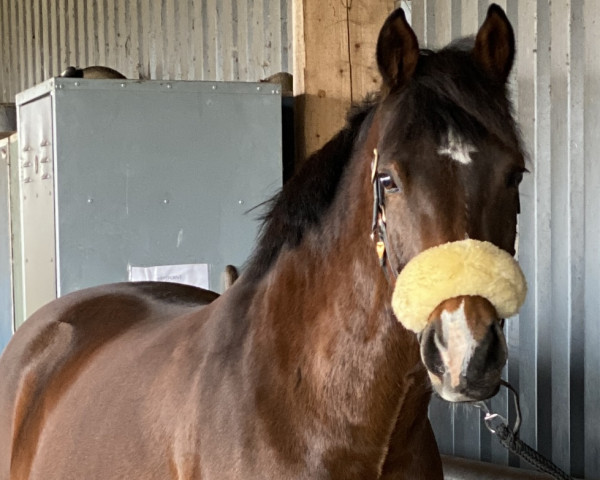 horse Casper J (German Riding Pony, 2009, from Constantin)