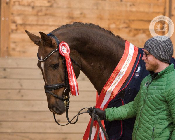 stallion Rauhreif (Trakehner, 2019, from Freiherr von Stein)