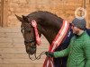 Deckhengst Rauhreif (Trakehner, 2019, von Freiherr von Stein)