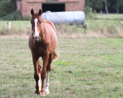 dressage horse Bentley 130 (Westphalian, 2017, from Callaho's Benicio)