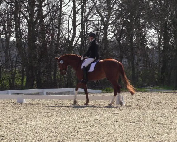 Reitturnier Elmlohe 2023
