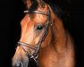 broodmare Cabaluga (Westphalian, 2012, from Comme il Faut)