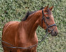 dressage horse Fine Honey Bee (Hanoverian, 2018, from Fuechtels Floriscount OLD)