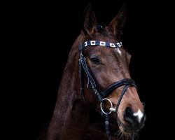 broodmare Clair Courage N (Westphalian, 2018, from Capistrano 2)