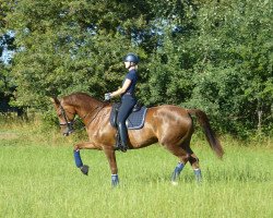 broodmare Bond Girl 11 (German Sport Horse, 2012, from Bretton Woods)