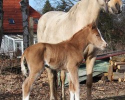 Dressurpferd Next Princess (Deutsches Reitpony, 2021, von FS Next Diamond)