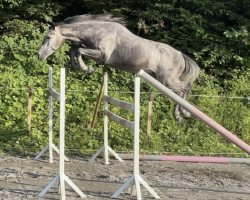 Springpferd Champion de Cœur (Holsteiner, 2018, von Corrinaro)