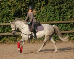 dressage horse Diorissima (Westphalian, 2007, from Dein Sunnyboy)