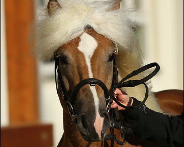 dressage horse Mahady (Haflinger, 2009, from Maifürst)