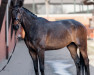 dressage horse Sir Sokrates TC (Westphalian, 2015, from Sir Donnerhall I)