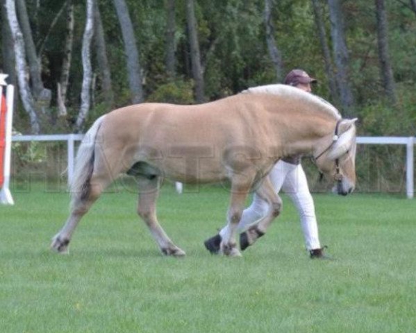 stallion Björkhems Arn (Fjord Horse, 2008, from Magne)