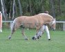 stallion Björkhems Arn (Fjord Horse, 2008, from Magne)