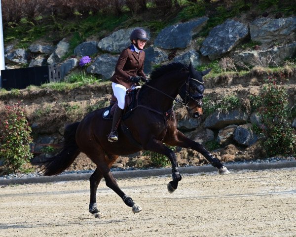 dressage horse Kashmir avec Rouge (Trakehner, 2013, from Herbstkönig 2)