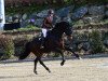 dressage horse Kashmir avec Rouge (Trakehner, 2013, from Herbstkönig 2)