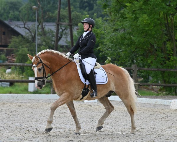 Dressurpferd Meran 2 (Haflinger, 2015, von Mahady)