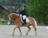 Dressurpferd Meran 2 (Haflinger, 2015, von Mahady)