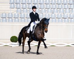 dressage horse Cabernet Sauvignon (Hanoverian, 2005, from Helenenhof's Carabas)