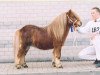 stallion Jip van de Zandkamp (Shetland Pony, 1994, from Attent van de Zandkamp)