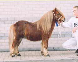 Deckhengst Jip van de Zandkamp (Shetland Pony, 1994, von Attent van de Zandkamp)