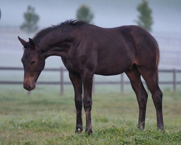 dressage horse Night Ghost (Trakehner, 2021, from Grimani)