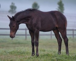 Dressurpferd Night Ghost (Trakehner, 2021, von Grimani)