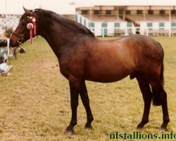 stallion Priory Black Boots (New Forest Pony, 1969, from Burton Sunlight)