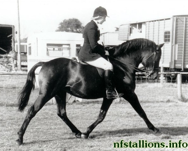 stallion Burton Sunlight (New Forest Pony, 1963, from Priory Starlight VII)