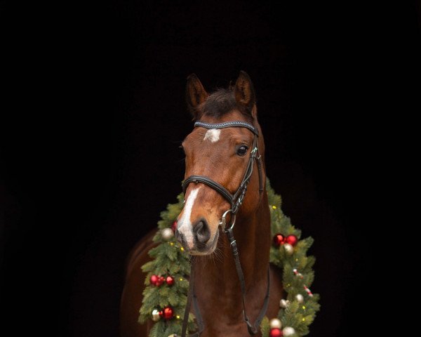 jumper Luna 2090 (Hanoverian, 2008, from Le Cou Cou)